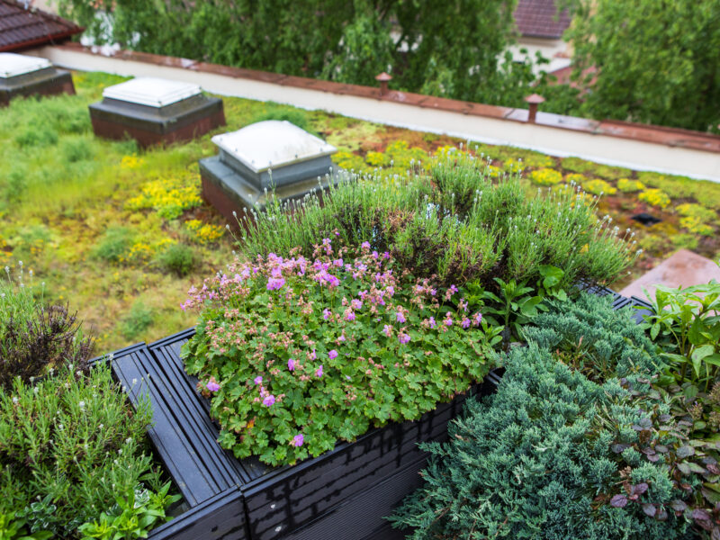 Zelená střecha na ZŠ Tyršova v roce 2025